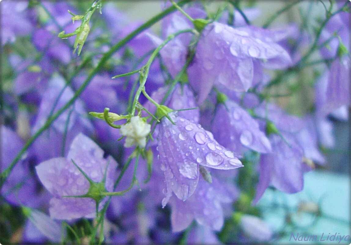 полонский колокольчик. колокольчик луговой цветок. колокольчик лета. колокольчик лесной. цветок "колокольчик".