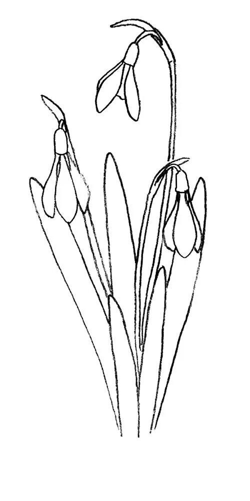 Подснежник раскраска для детей 4 5 лет. Подснежник широколистный. Подснежник плосколистный раскраска. Подснежники раскраска для детей. Подснежники картинки для детей раскраски.