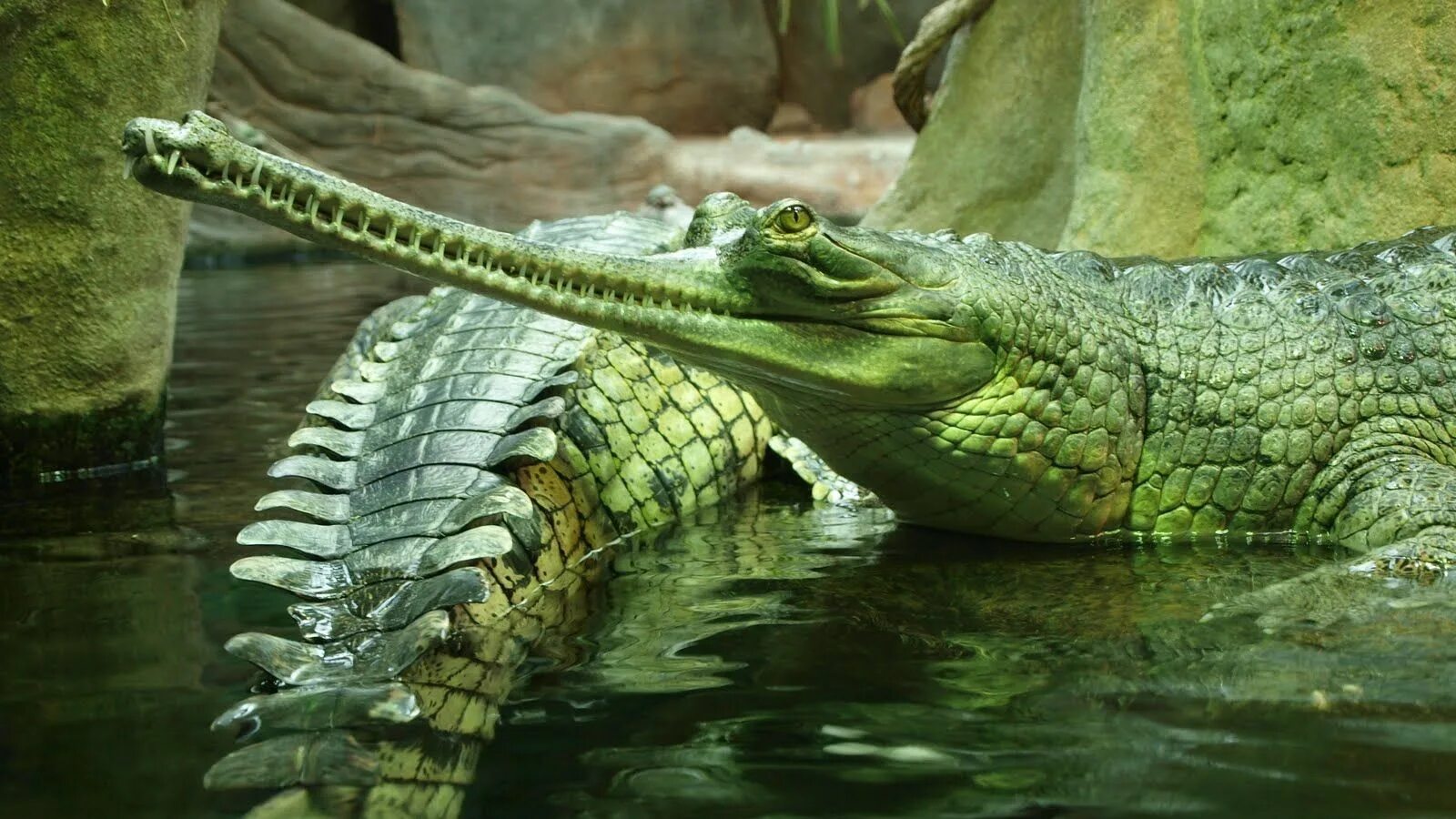 Рептилии живущие в воде. Крокодил Аллигатор гавиал. Гангский гавиал крокодилы. Крокодил Аллигатор Кайман гавиал. Пресмыкающиеся Аллигатор.