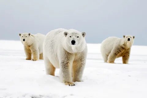 Polar bears WWF. 