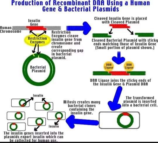 Очистка плазмид. Genetic Engineering of Human Insulin. Insulin Cell. Production of Insulin by genetic Engineering methods. Pet plasmid.