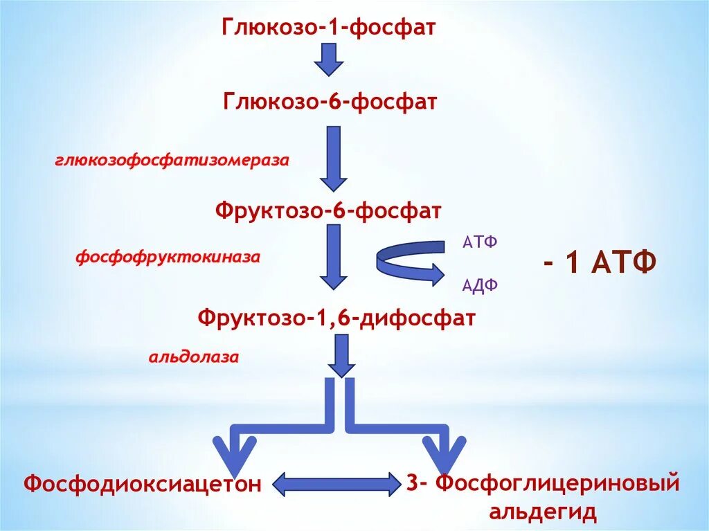 D фруктозо 6 фосфат - 3 фосфоглицериновый альдегид. Фруктозо-1.6-дифосфат 3-фосфоглицериновый альдегид фосфодиоксиацетон. Фруктозо 1 6 дифосфат 3 фосфоглицериновый альдегид. Глюкозо 1 фосфат.