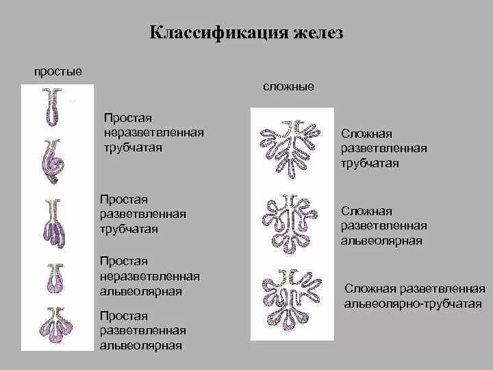 Железы смешанной секреции схема. Строение и функции желез внутренней и внешней секреции. Сложные смешанные железы входят в состав. Сложные смешанные железы входят в состав. Классификация желез эндокринной системы.
