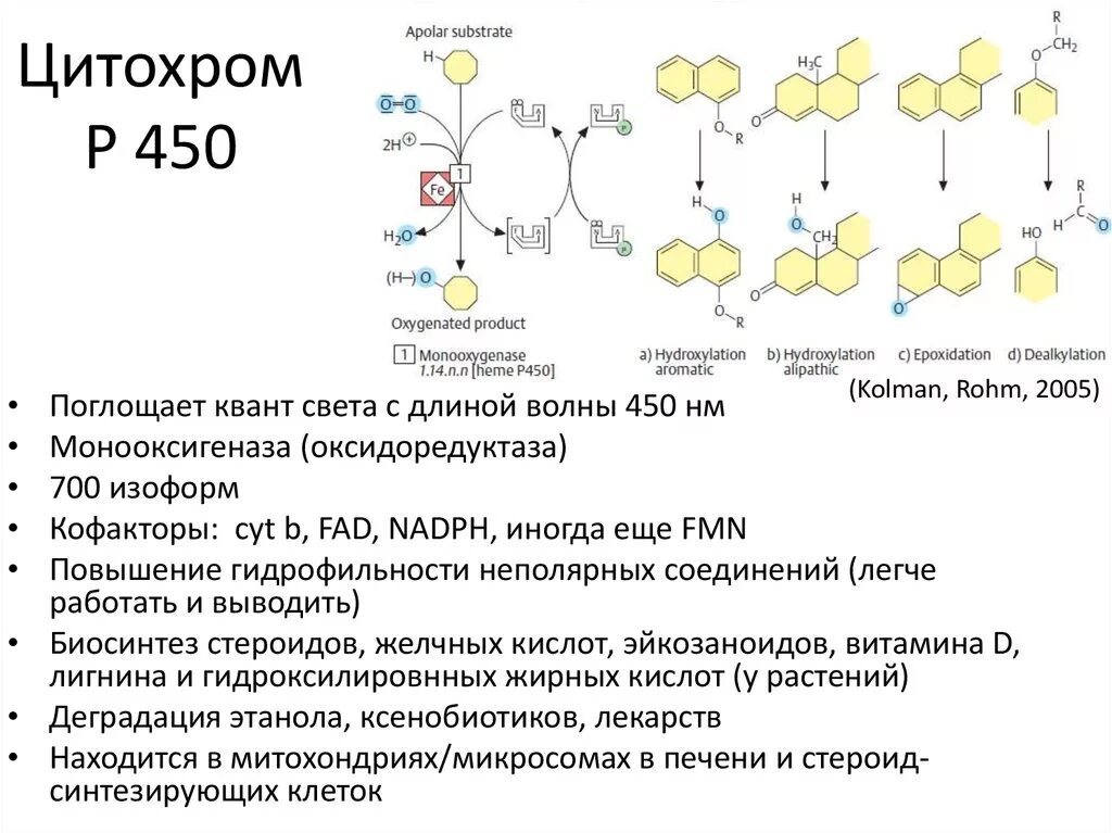 Цитохром p450 монооксигеназа. Цитохром p450 строение. Цитохром p450 структура. Цитохром p450 биохимия строение.