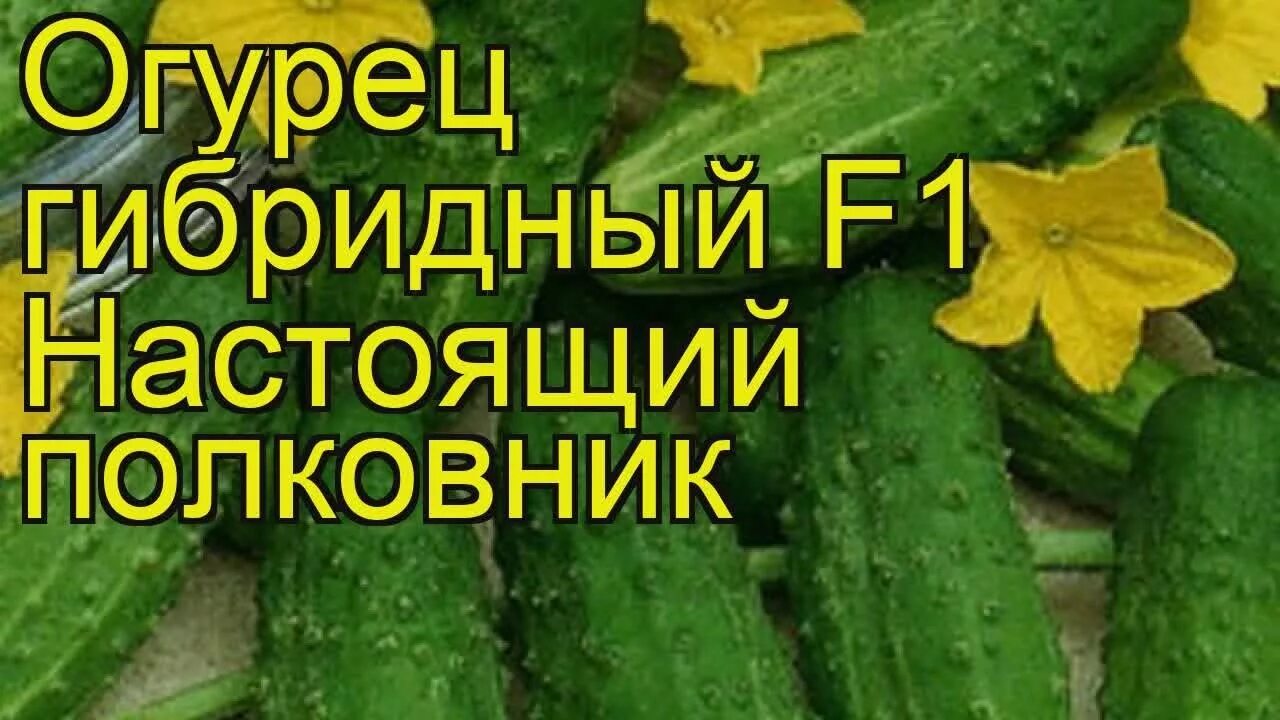 Огурец Настоящий Полковник F1/Семена Алтая/цп 5 шт. огурцы, патиссоны, перец. Се