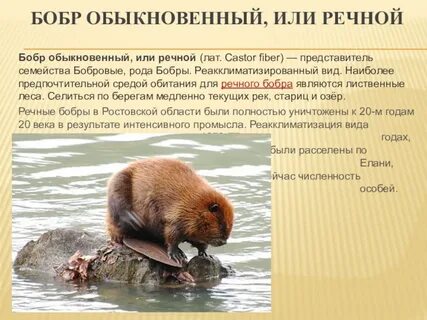 Тип симметрии бобра
