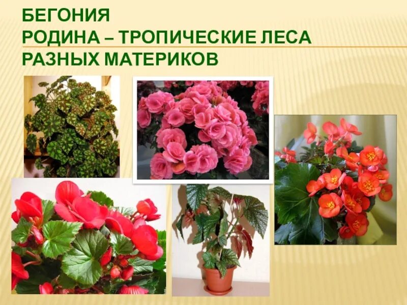 Бегония значение. Бегония значение