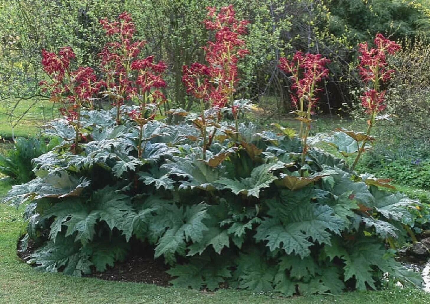 Rheum palmatum. Ревень тангутский (rheum tanguticum),. Ревень дланевидный. Ревень тангутский (rheum palmatum). Ревень дланевидный тангутский.