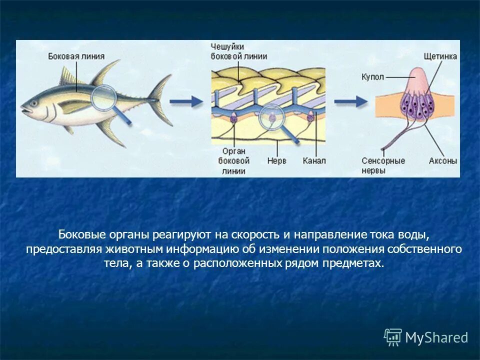 Боковая линия у костных рыб. Строение органа боковой линии у рыб. Какую функцию выполняют органы боковой линии. Строение органа боковой линии у рыб. Что такое боковая линия у рыб 7 класс биология.