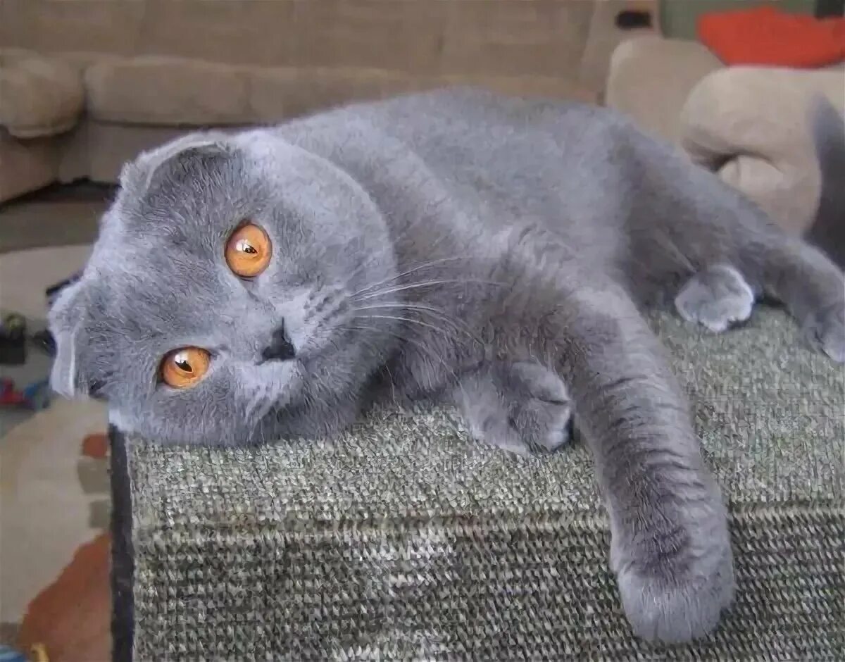 Сколько живут шотландские вислоухие в домашних условиях. Шотландская вислоухая кошка серая. Шотландский вислоухий кот серый. Скоттиш-фолд Шотландская. Скоттиш-фолд Шотландская вислоухая кошка серая.