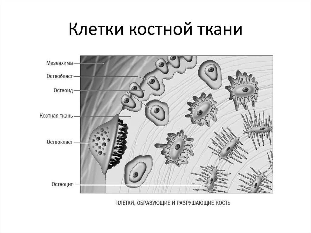 Костная рисунок. Строение клетки костной ткани. Тип клеток костной ткани. Строение клетки костной ткани человека. Строение клеточных элементов костной ткани..