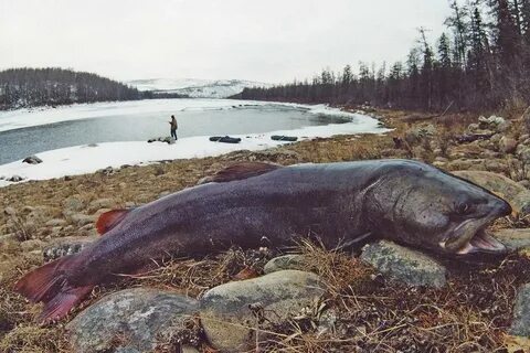 Животные лены