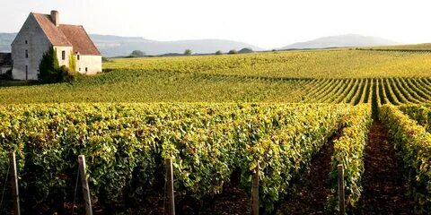 Des vignes