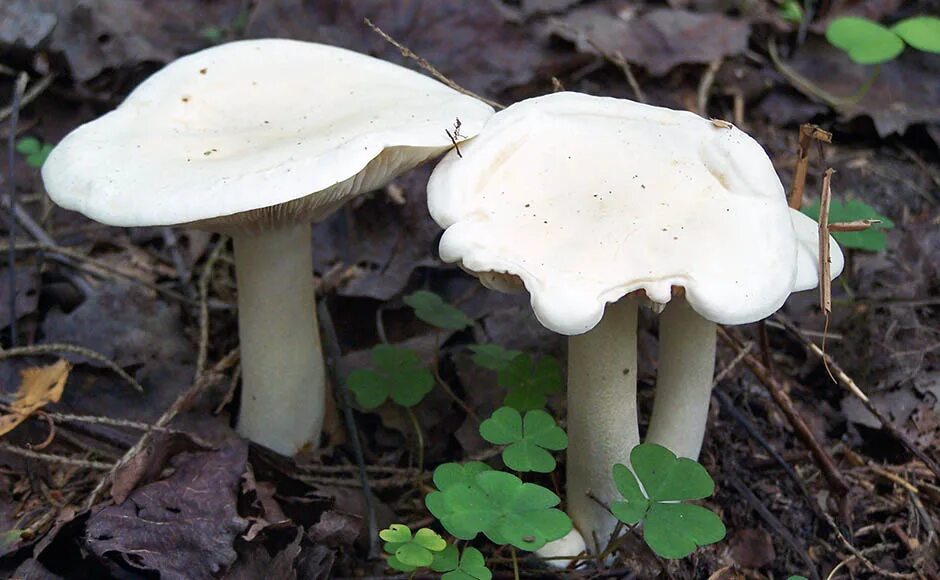 Несъедобный гриб белого гриба