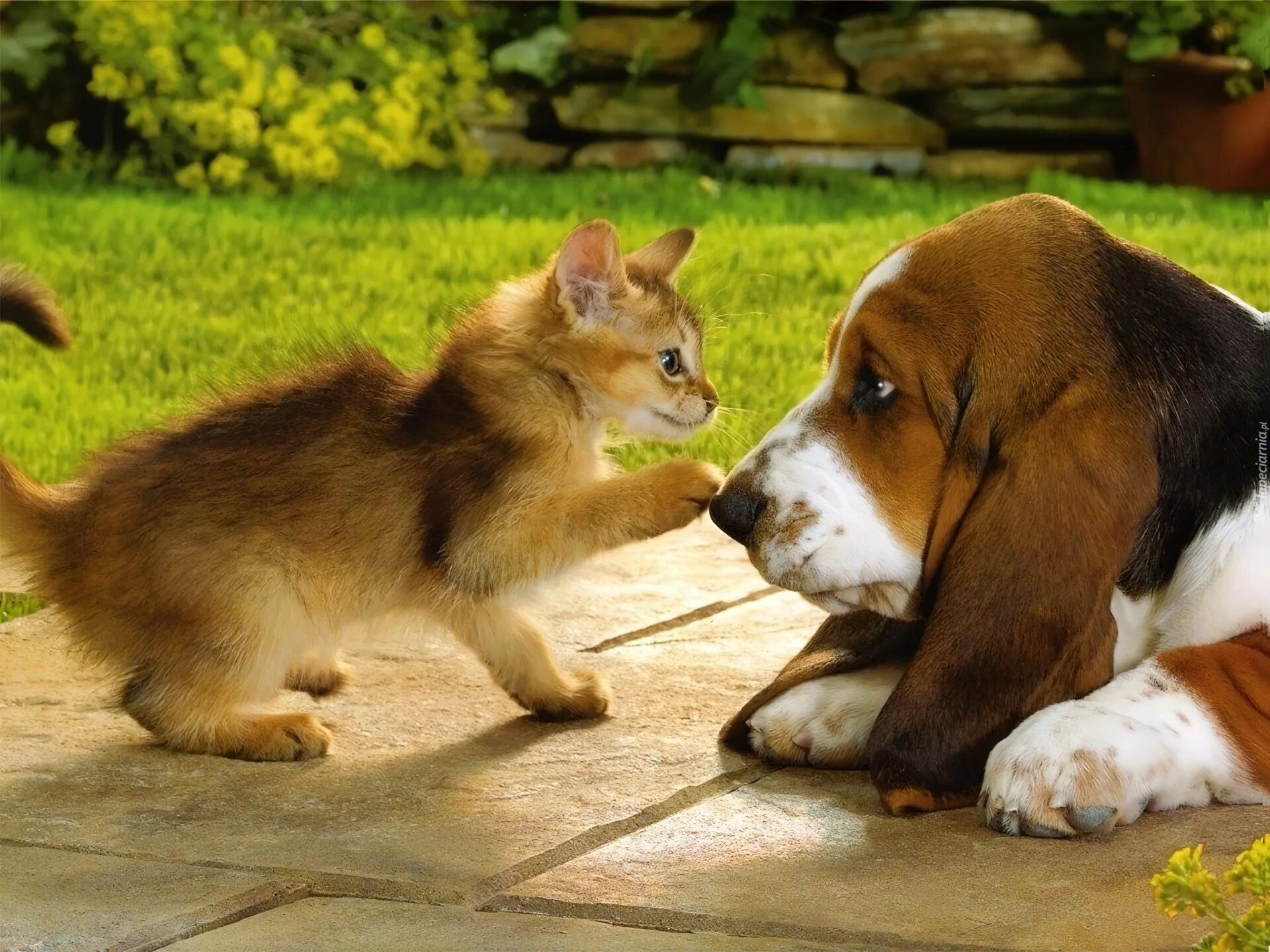 Кошки и собаки. Собака с кошкой дружат. Забавные домашние животные. Дружба животных.