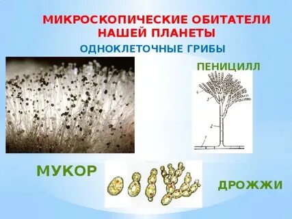 Одноклеточный плесневый гриб