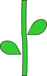 Растения без стебля и листьев