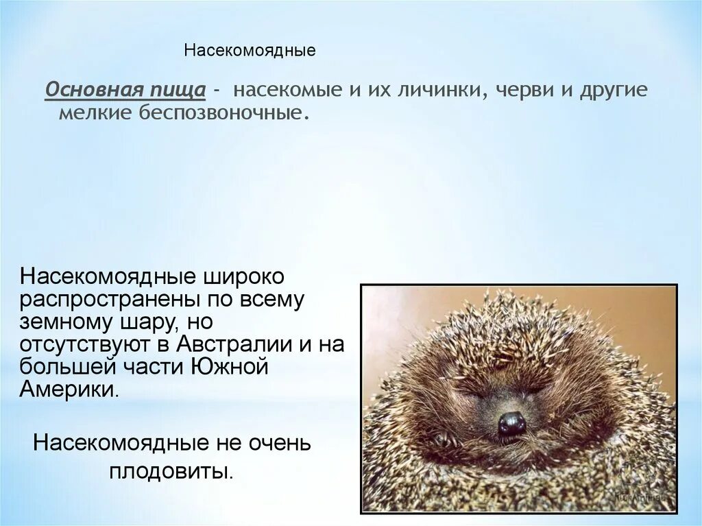 Численность насекомоядных. Представители насекомоядных 7 класс биология. отряды млекопитающих насекомоядные представители. представители отряда насекомоядные класса млекопитающие. общая характеристика насекомоядные 7 класс биология.