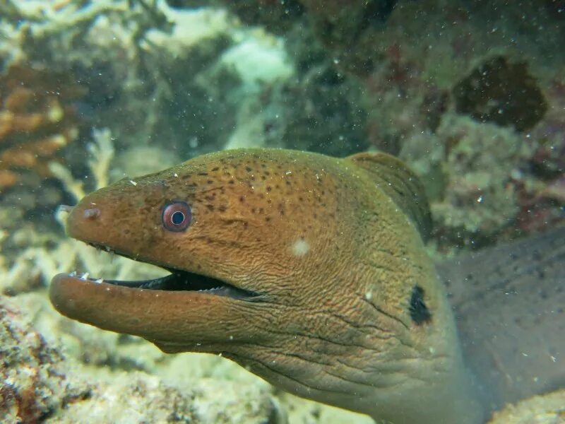 Мурены и морские угри. Gymnothorax javanicus. Морской угорь. Морской мурена угорь мурена.