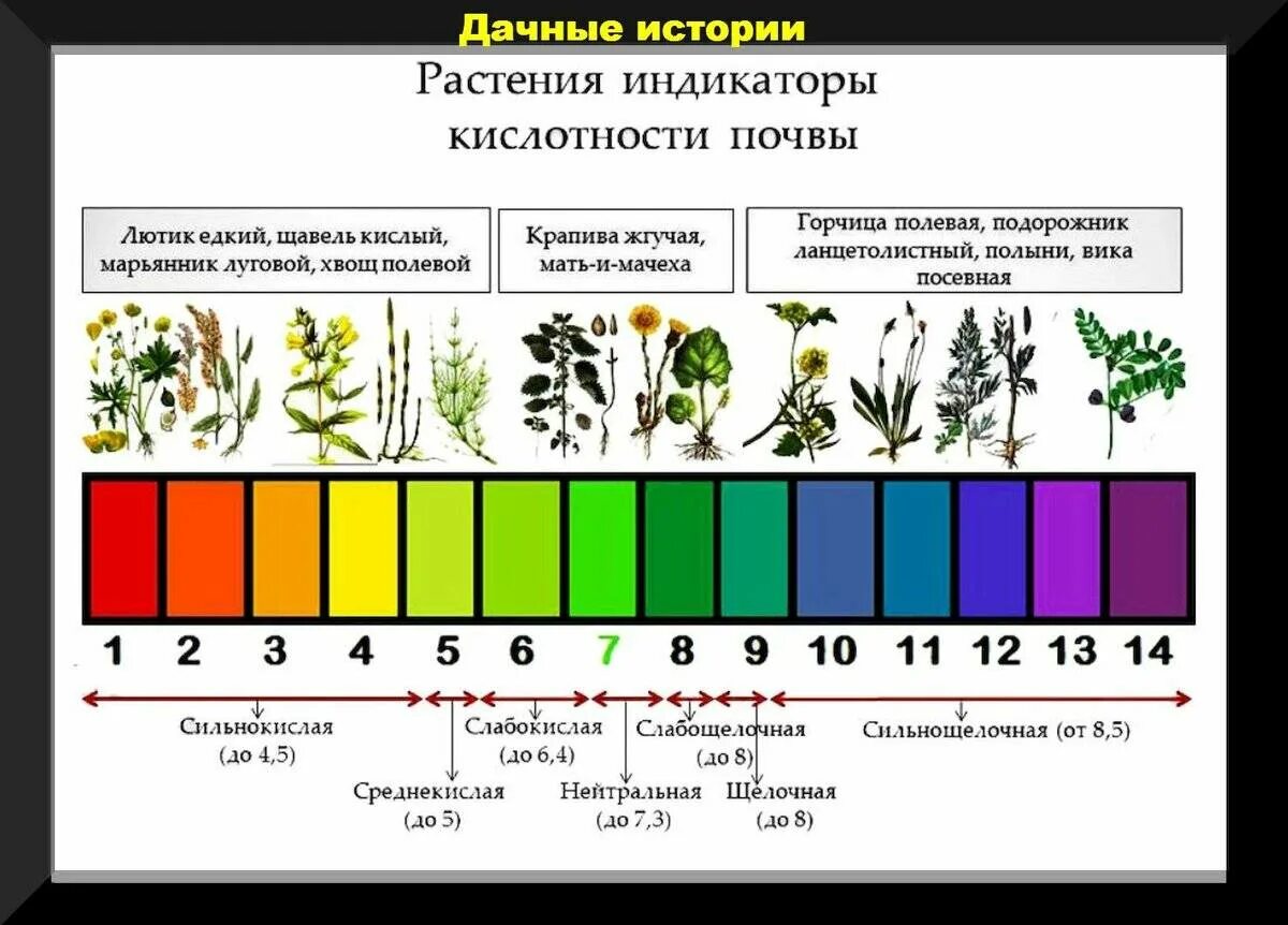 Как понять какая почва