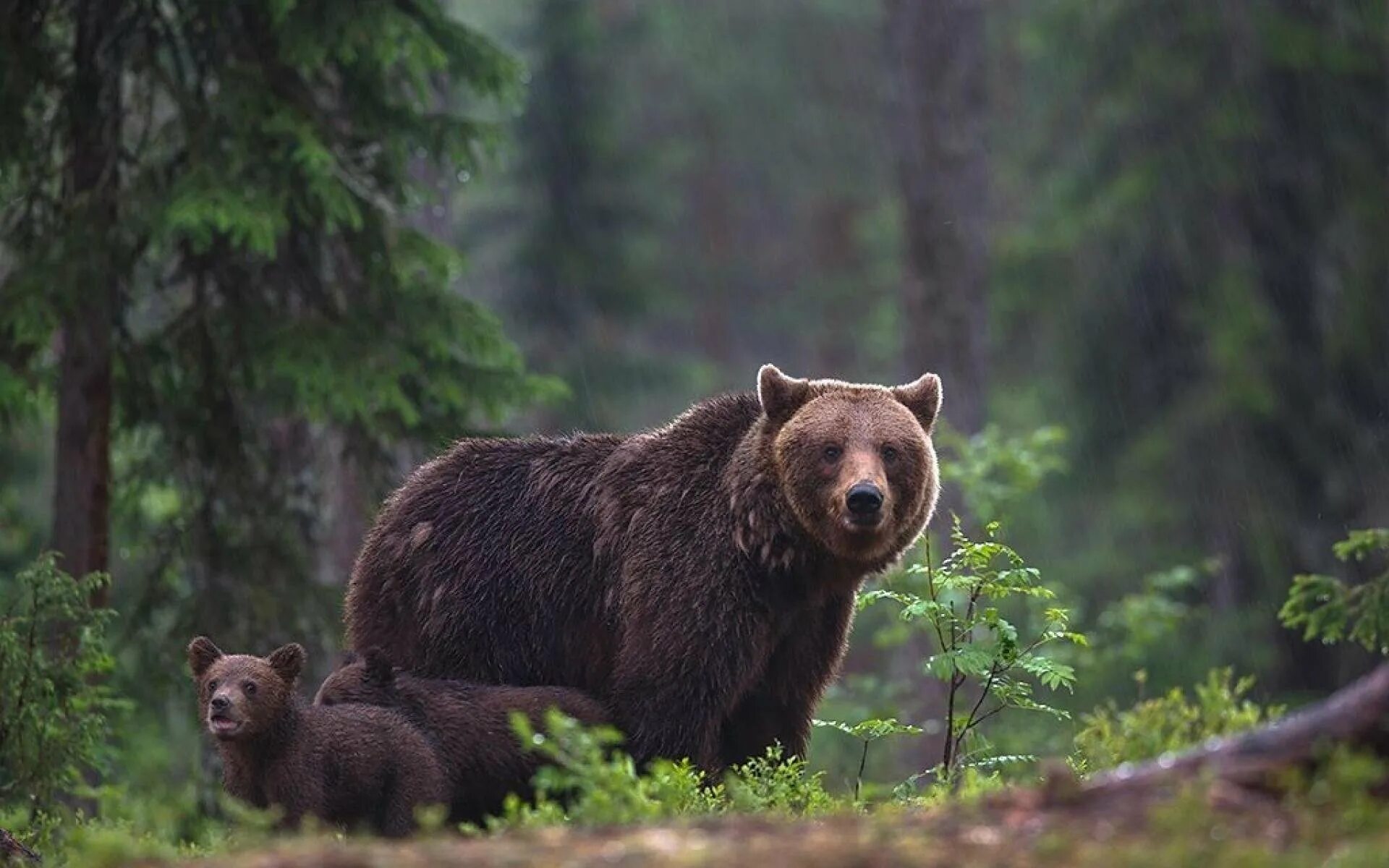 Бурый медведь в тайге. Бурый медведь Сихотэ Алинь. Бурый медведь в тайге России. Восточносибирский бурый медведь.