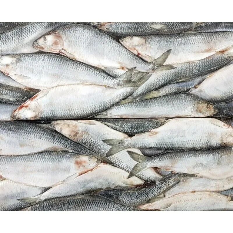 сельдь 400. сельдь русский невод. 200-300 пелагика. сельдь атлантическая филе. сельдь филе царская 400г.