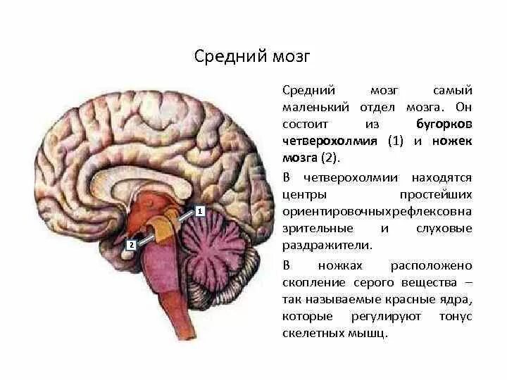 Маленький отдел мозга. Ножки среднего мозга анатомия. Самый маленький отдел мозга. Ножка мозга средний мозг.