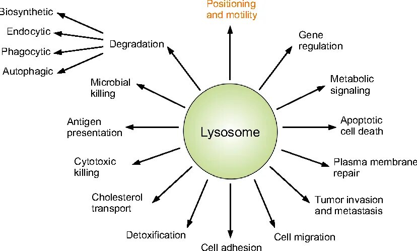 Different sources. Digestive processes in lysosomes. Function of Scholars. Fact motility компания. What are different of Enzymes models.