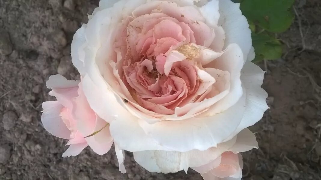 Розомания каталог. Розомания каталог. Танец роз, делюкс. Розомания каталог. Розомания каталог.