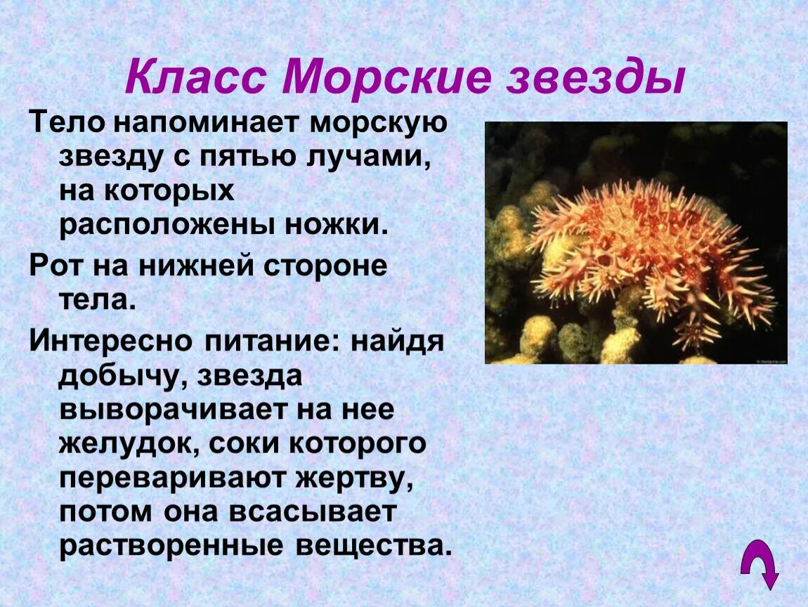 Характеристика морской звезды. Иглокожие 7 класс биология. Общая характеристика морских звезд. Характиристика морских звёзд.