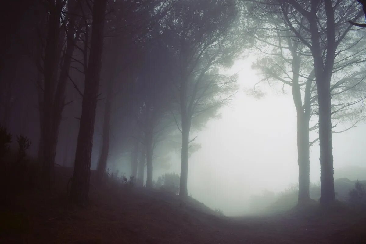 Лес в тумане. Мрачный пейзаж. Темный пейзаж. Темный лес.