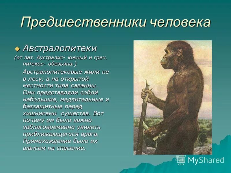 Австралопитек исторический возраст. Австралопитеки предки человека. Предшественники человека. Предшественники человека австралопитеки. Австралопитеки представители вид.