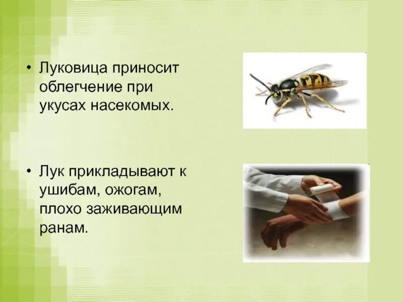 Холод при укусе насекомых. Укусы ядовитых насекомых. Презентация на тему укусы насекомых.