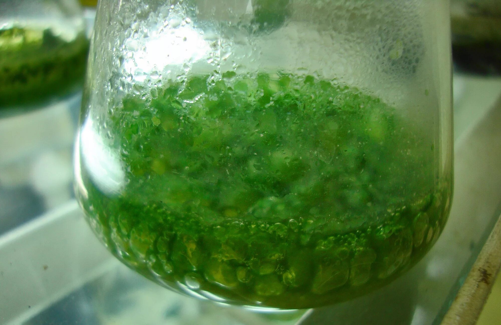 Хлорелла цианобактерии. Цианобактерии сине-зеленые водоросли. Носток цианобактерия. Цианобактерии одноклеточные водоросли.