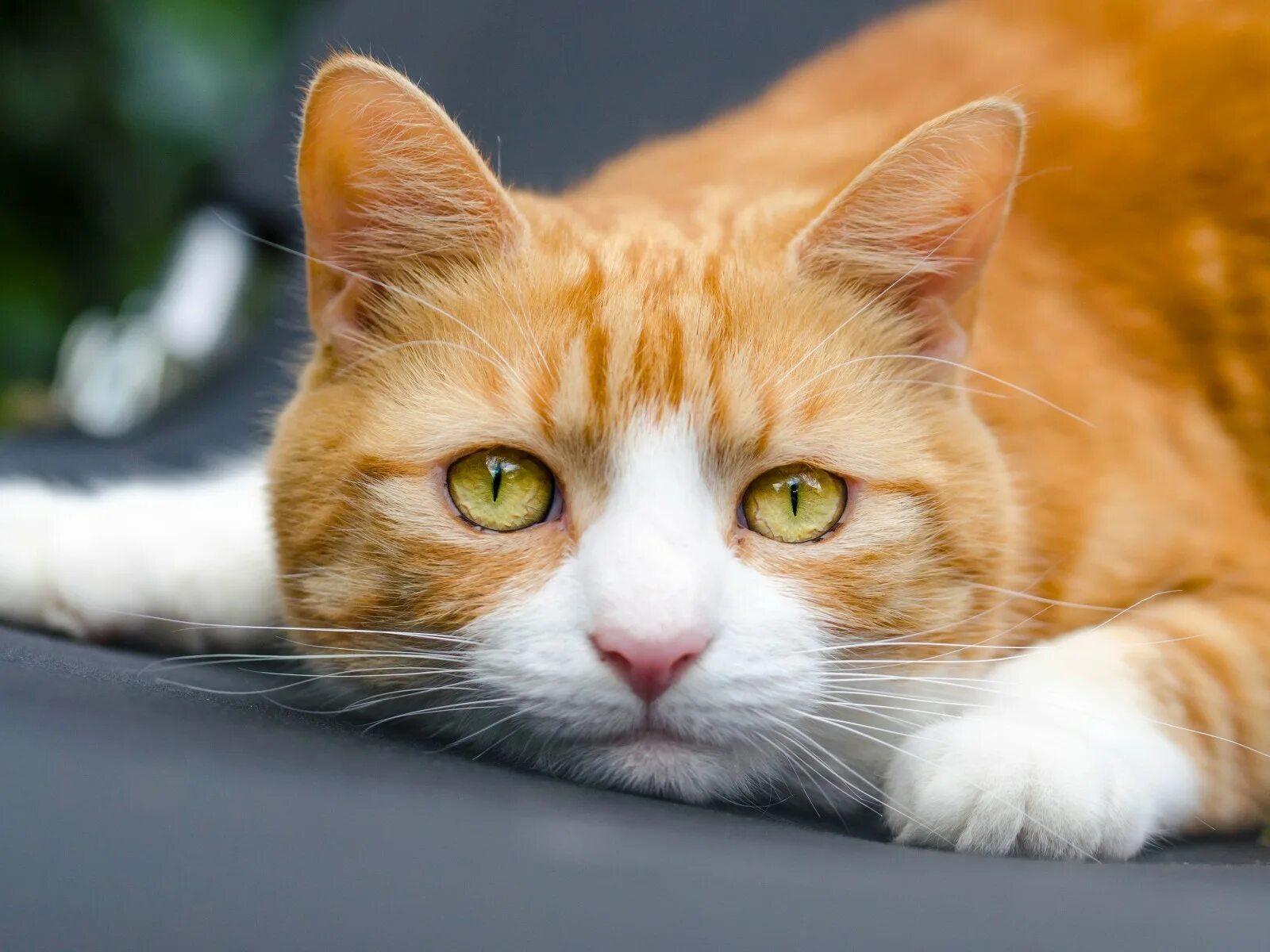 Рыжая гладкошерстная кошка. Рыжая кошка. Прикольные коты. 4 рыжих кота. Рыже белый котенок.