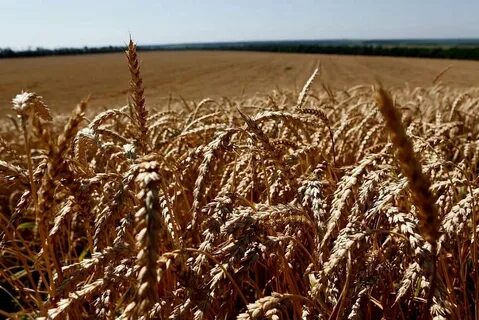 Продукция сельского хозяйства краснодарского края