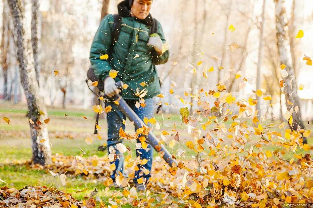 Нужно ли убирать листву. Уборка листвы. Уборка опавшей листвы. Уборка листвы осенью. Убирать листья.