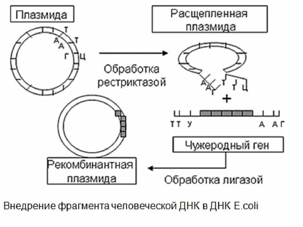 Обработка плазмидами