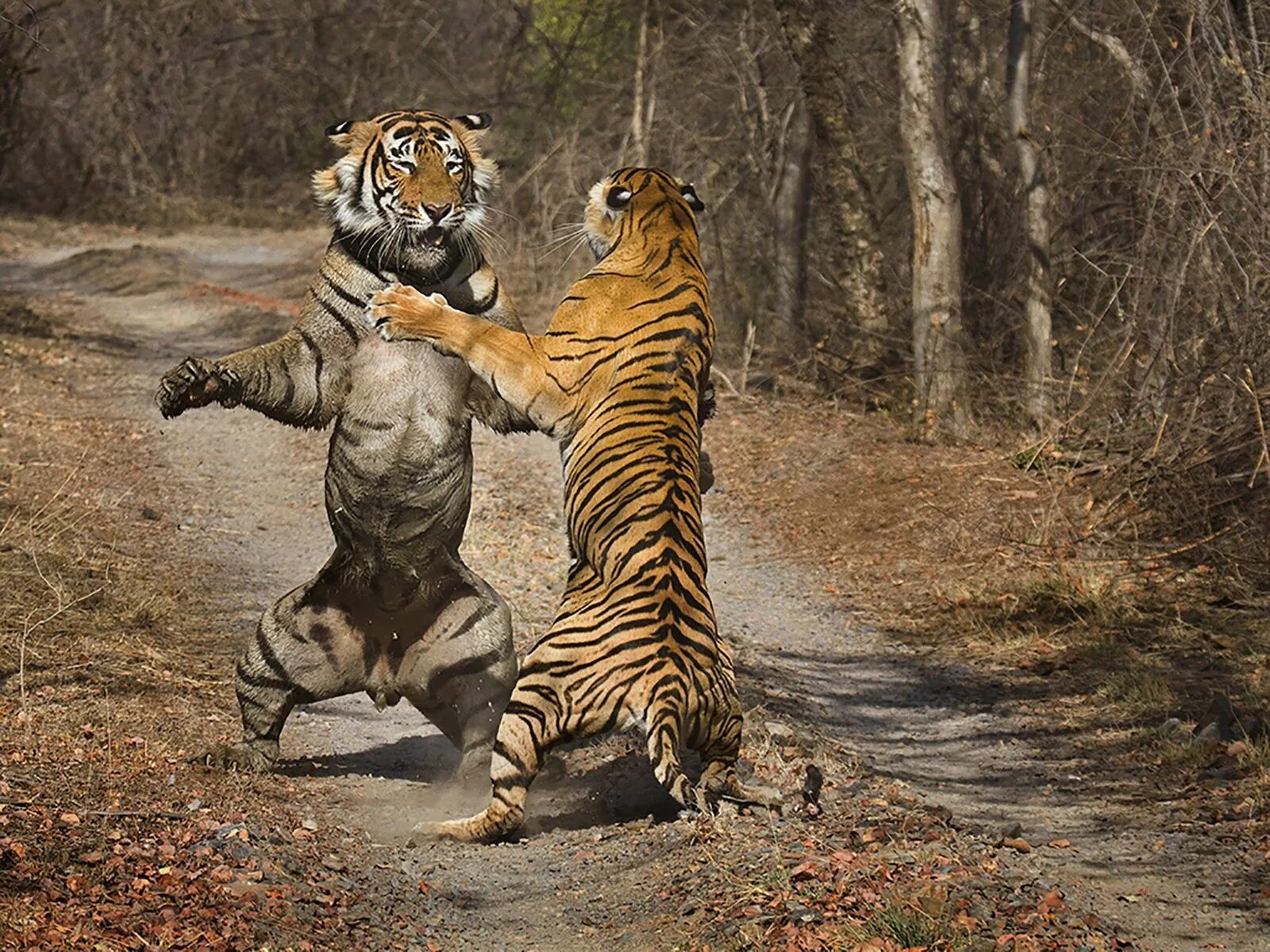 Рантхамбор тигры. Тигры дерутся. Лев и тигр. Тигр драка.