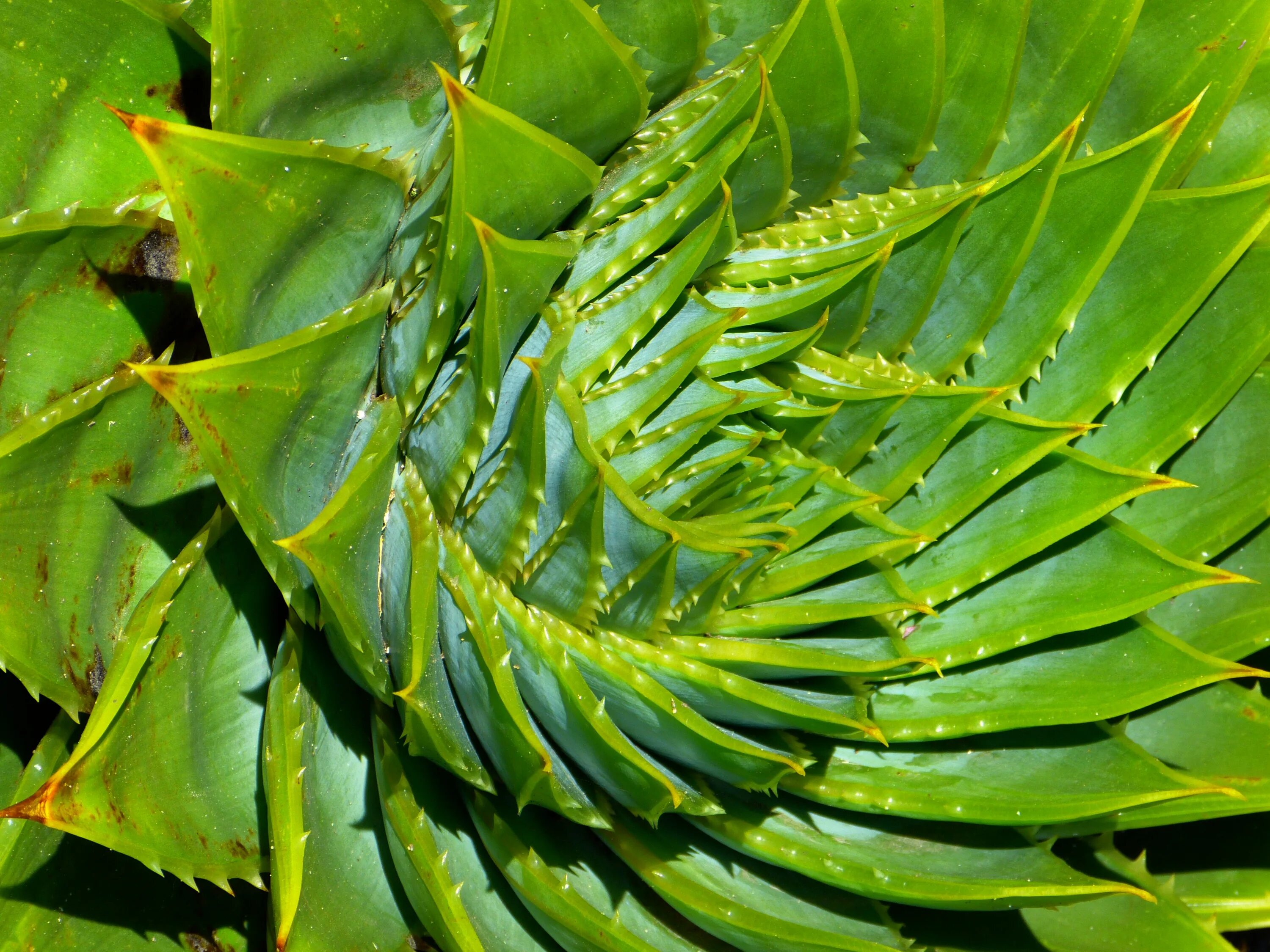 Green aloe. Алоэ polyphylla. Aloe polyphylla — алоэ спиралевидное. Тропические листья. Сочные листья.