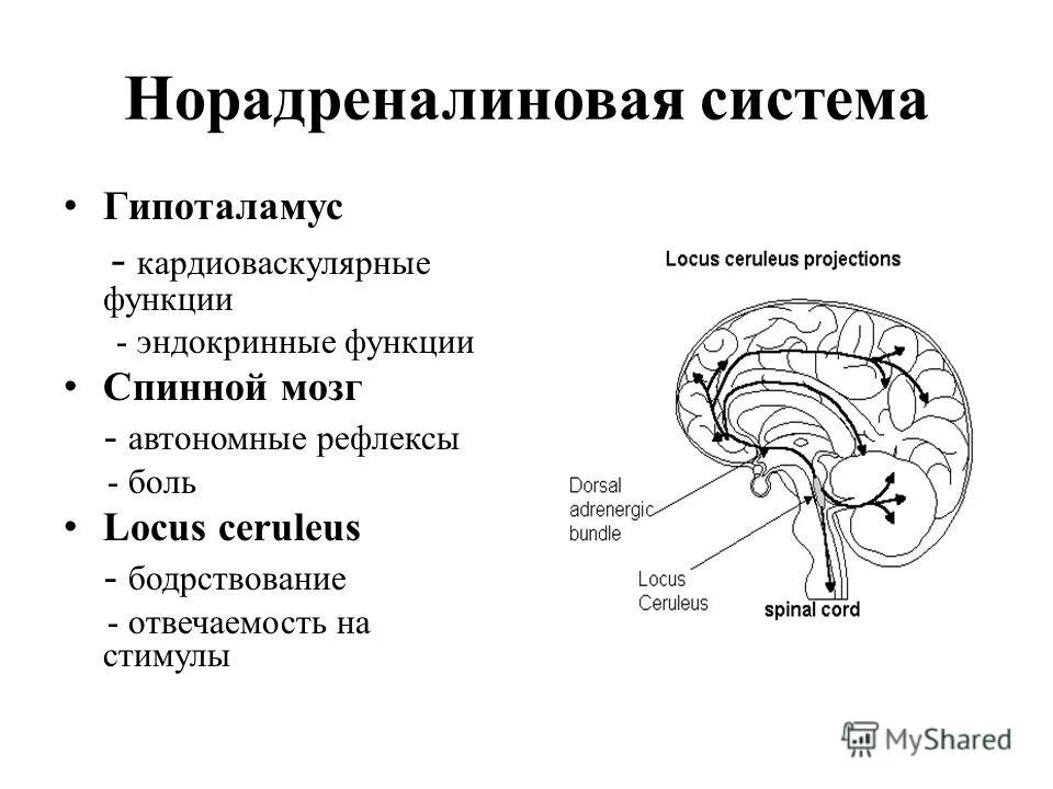 гипоталамус мозга функции. гипоталамус. функции гипоталамуса головного мозга. промежуточный мозг строение ядра. промежуточный мозг таламус строение.
