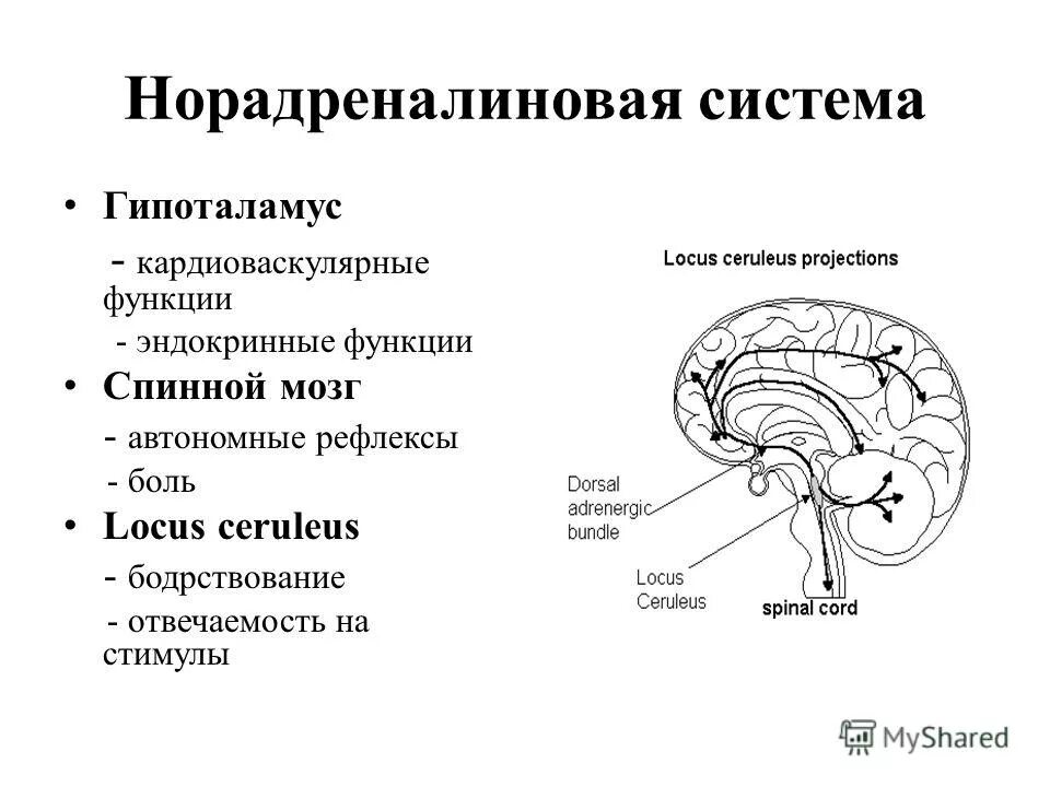 Гипоталамус содержит центры голода и жажды. Перечислите основные функции гипоталамуса. Функции гипоталамуса головного мозга. Функции гипоталамуса физиология. Гипоталамус строение и функции.