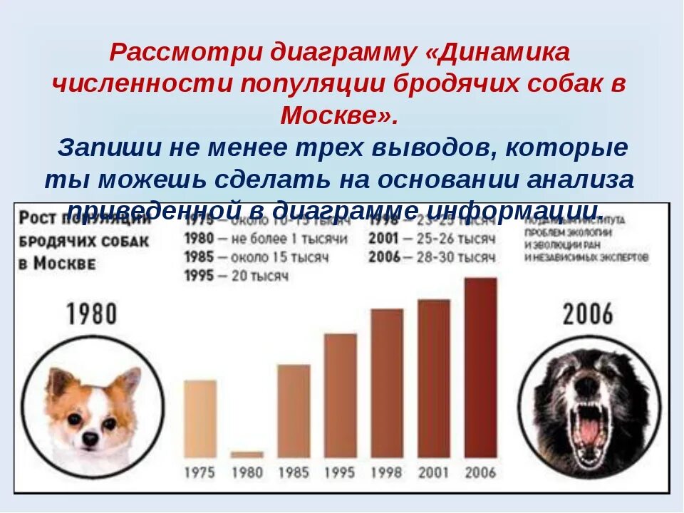 Статистика нападений собак. Численность бездомных животных. Численность бездомных животных в мире. Статистика бездомных животных. Статистика собак в России.