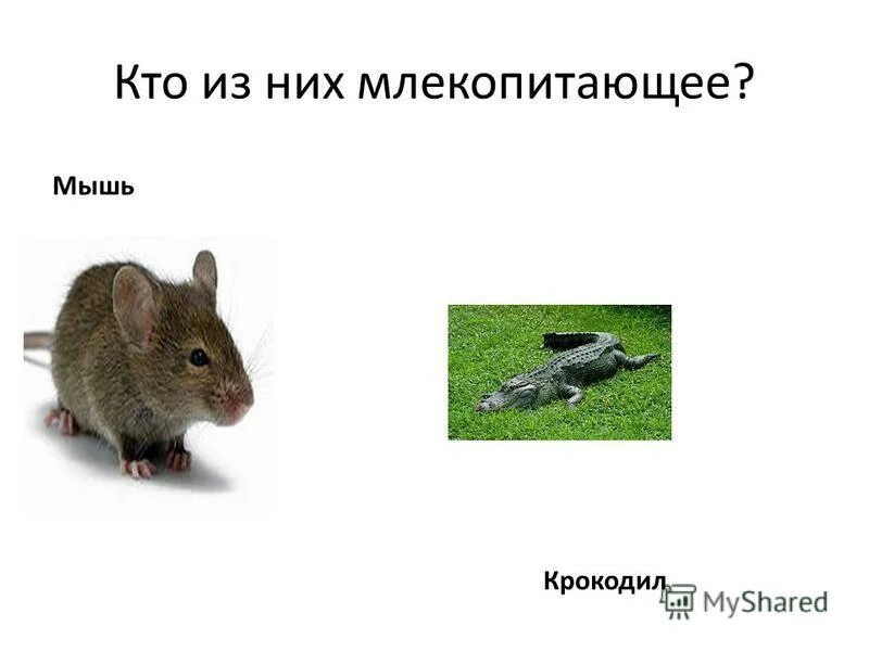 Летюча миша. Калонг летучая лисица. Нильский крылан. Мышь это млекопитающее животное. Пещерный крылан.