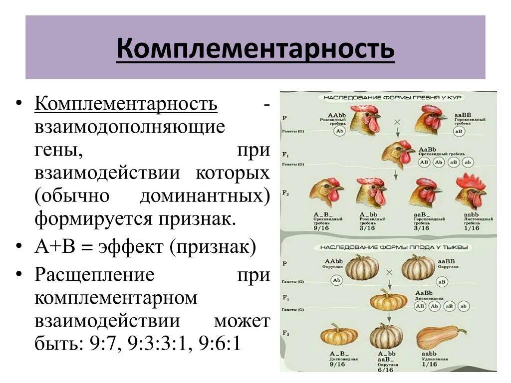 Комплементарное взаимодействие генов расщепление 9 6 1. Генетические схемы комплементарности. Взаимодействие неаллельных генов комплементарность. Комплементарность.генетические схемы. 9 К 7.