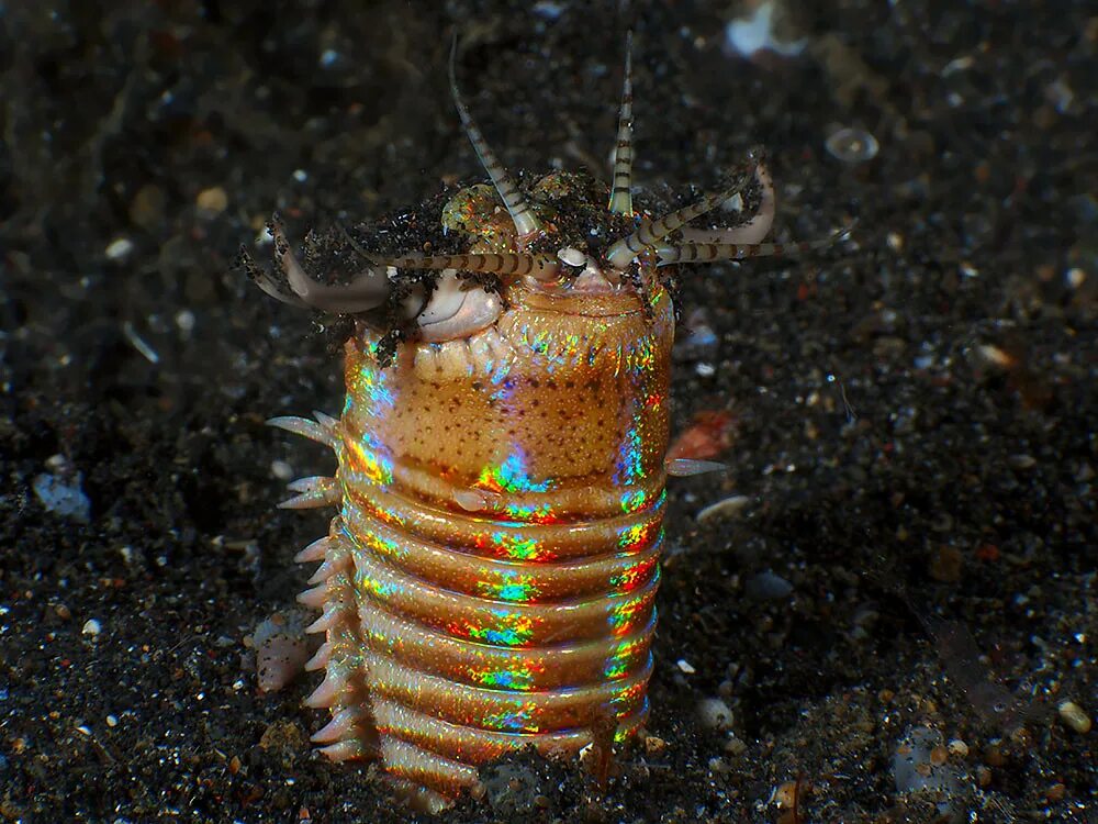 Морской червь размер. Эунице Афродита червь Боббита. Многощетинковый червь Eunice aphroditois. Австралийский пурпурный кольчатый червь.