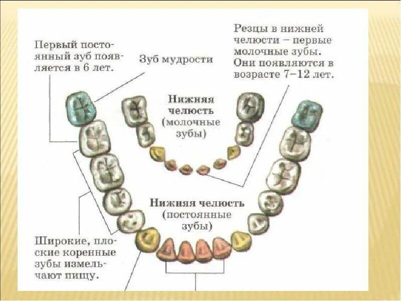 Как отличить молочный зуб. Нижние резцы. Нижние резцы зубы. Молочный зуб Нижний резец. Резцы нижней челюсти схема.