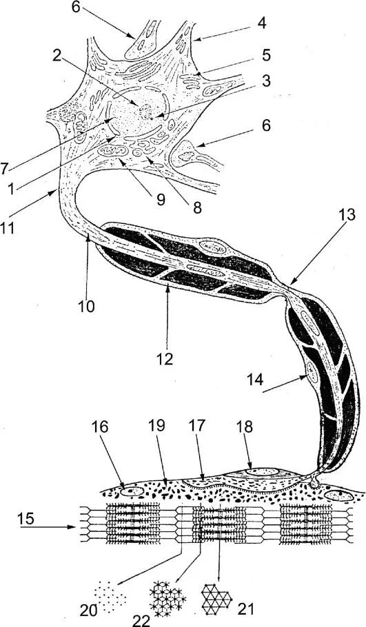 К структурам периферического нерва относят. Схема строения двигательного нейрона. Строение периферического нерва рисунок. Периферический двигательный Нейрон схема. Общий план строения периферического нерва.