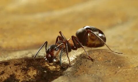 Am ant
