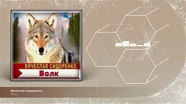 Сидоренко волк песня. Сидоренко волк песня. Сидоренко волк песня. Песню про волка на видео. Волки песня.